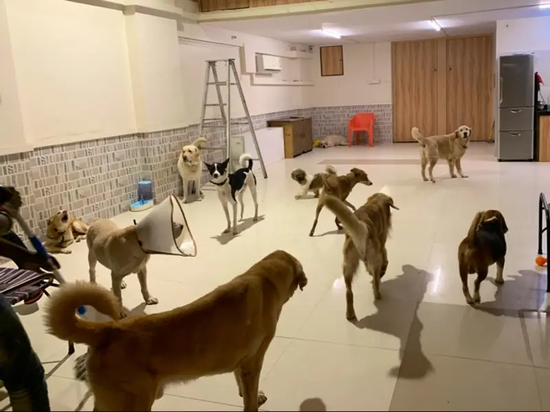 Pupstop: A Dog Boarding Centre, photo 3