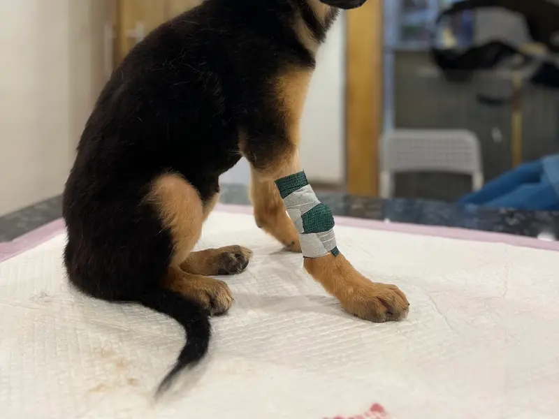 THE PETS UNLIMITED, photo 2
