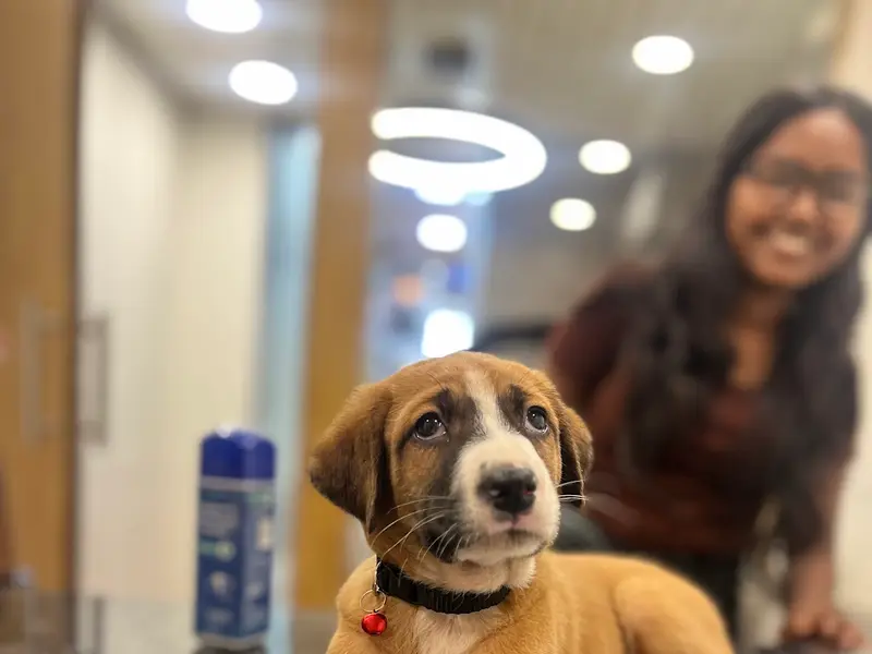 THE PETS UNLIMITED, photo 4