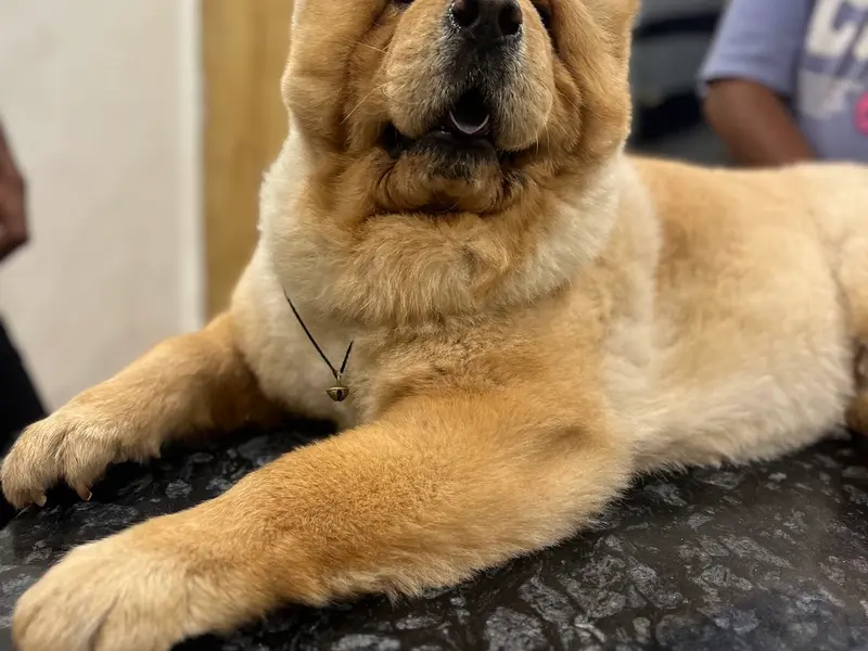 THE PETS UNLIMITED, photo 5