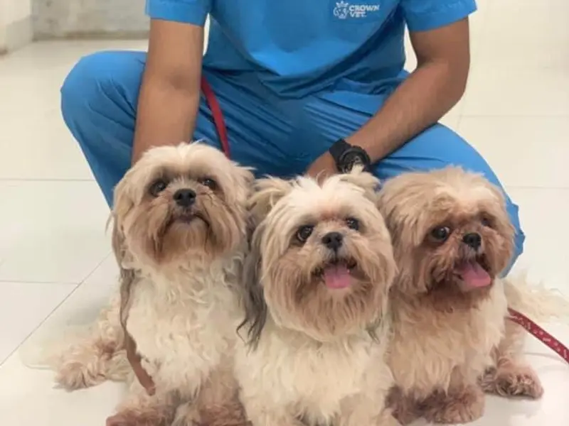 Crown Vet Worli, photo 5