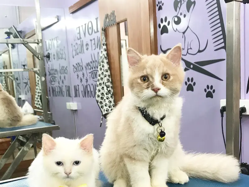 Curly Tails - Pet Grooming Salon, photo 2