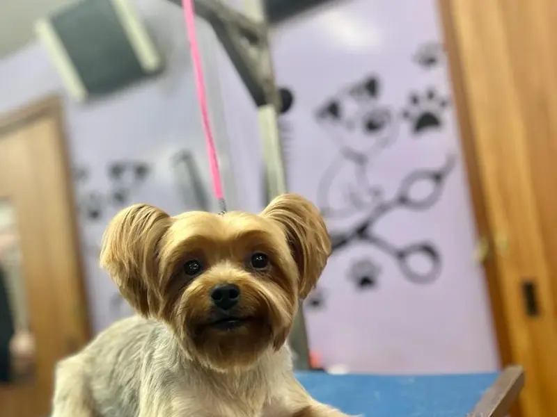 Curly Tails - Pet Grooming Salon, photo 4