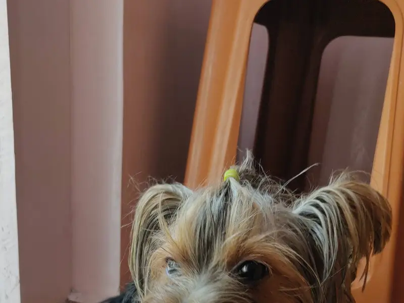 Curly Tails - Pet Grooming Salon, photo 5
