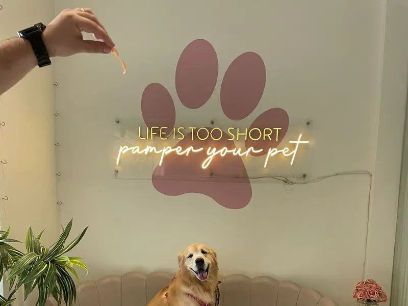 MR.PAWS, photo 5