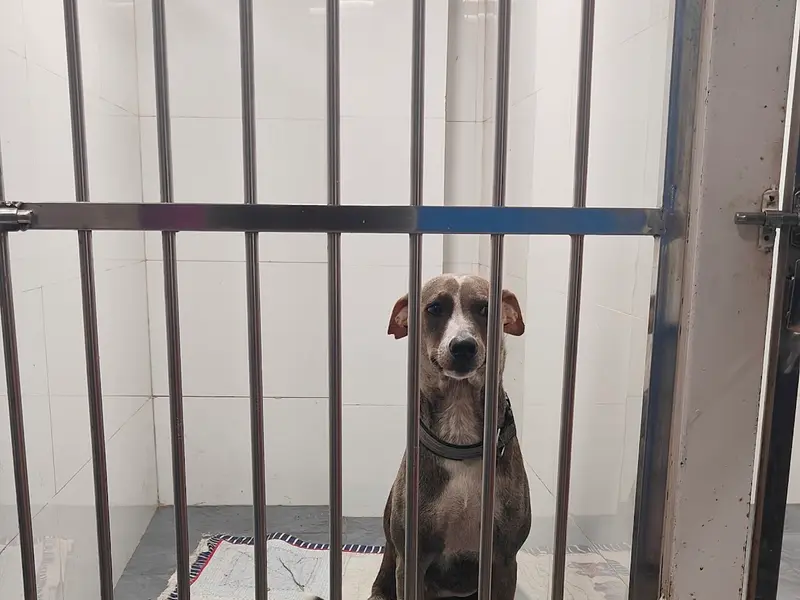 Raksha Animal Welfare Center, photo 2