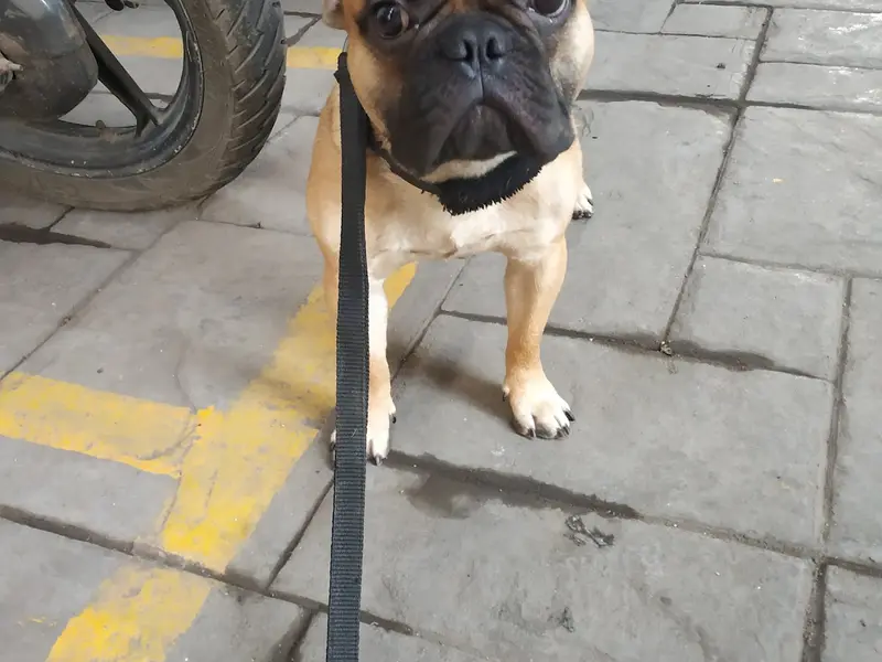 Rathod Pet Services Worli, photo 2