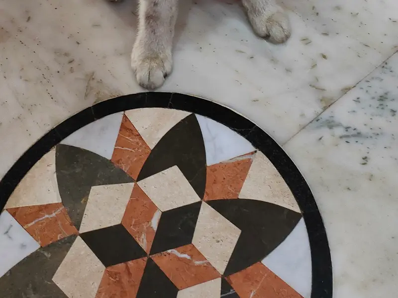 Rathod Pet Services Worli, photo 3