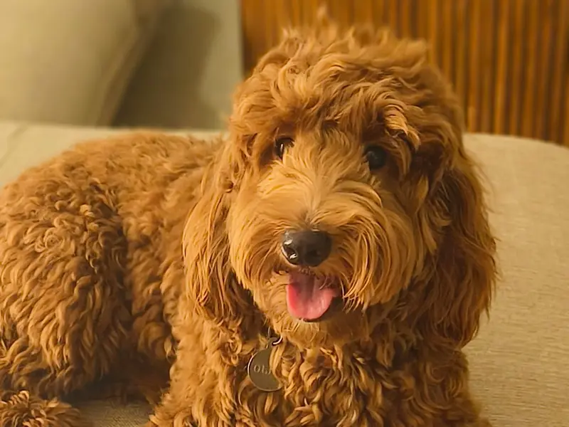 Rathod Pet Services Worli, photo 4
