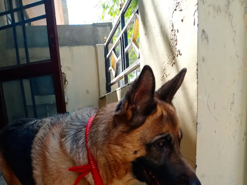 Pet Clinic, photo 5