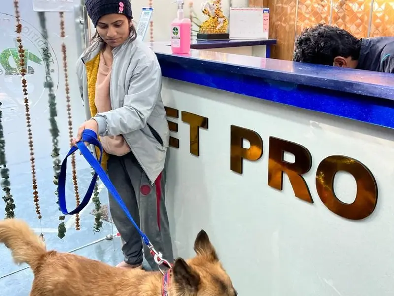 Vet Pro Dog and Cat Clinic, photo 3