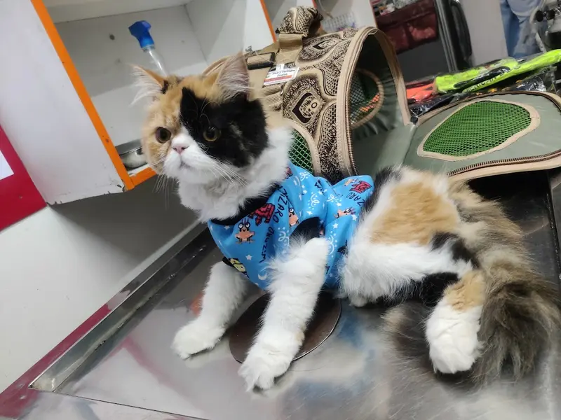 Dr Gyan Pet Clinic & Surgery Centre, photo 2