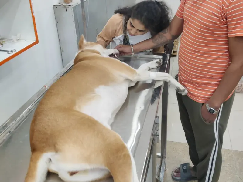 Dr Gyan Pet Clinic & Surgery Centre, photo 3