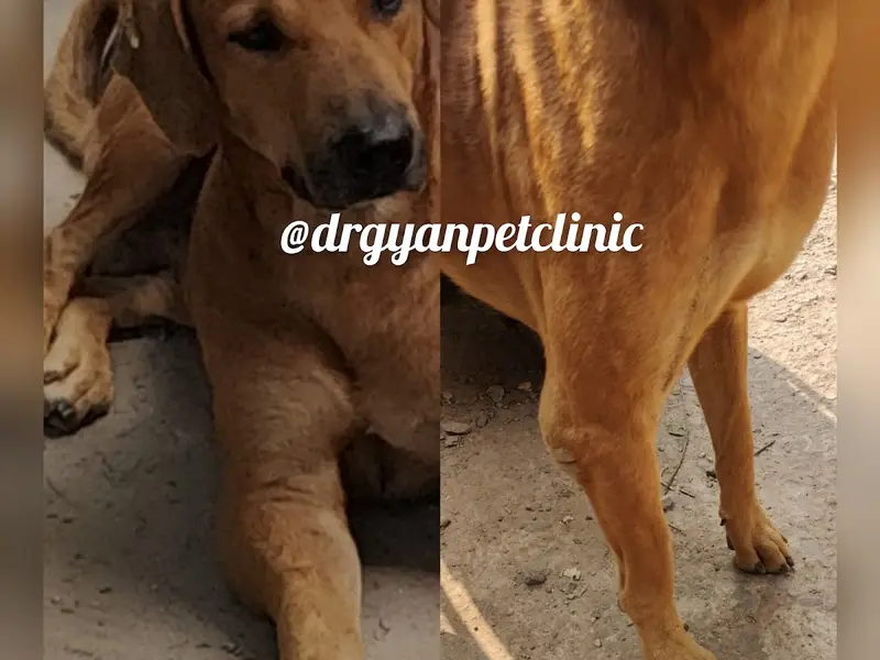 Dr Gyan Pet Clinic & Surgery Centre, photo 4