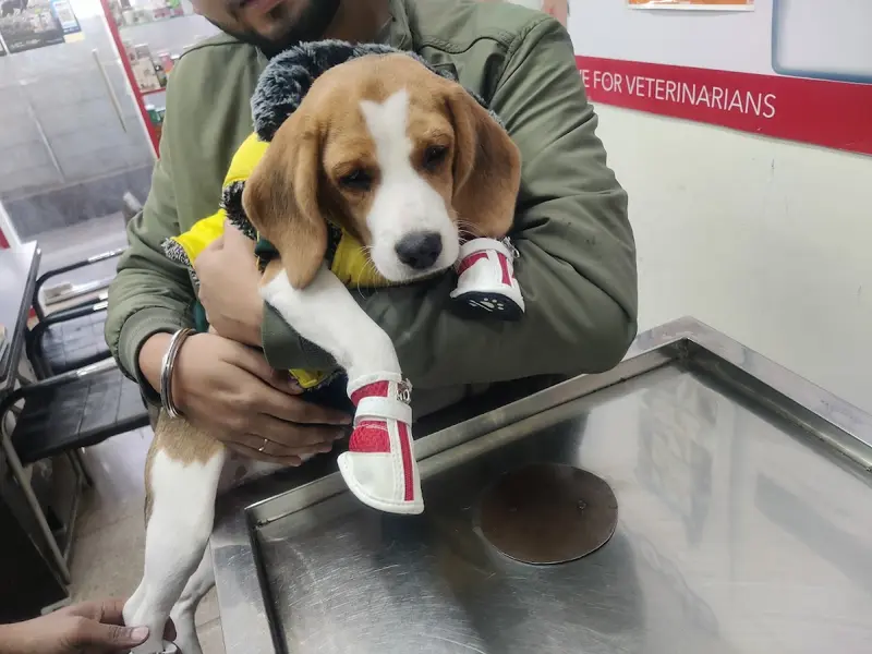 Dr Gyan Pet Clinic & Surgery Centre, photo 5