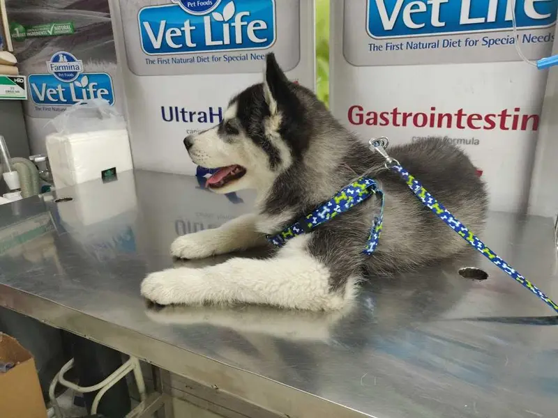 Panacea Veterinary Clinic, photo 5