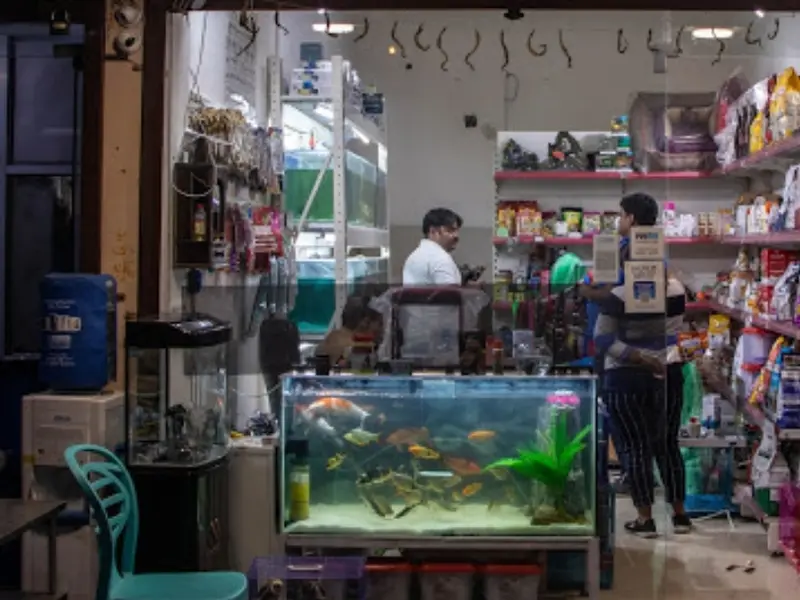 R K Pet Shop - Pet Shop In Noida | Pet Grooming In Noida | Puppies In Noida | Shih Tzu, Labrador, Maltese, Poodle In Noida., photo 4