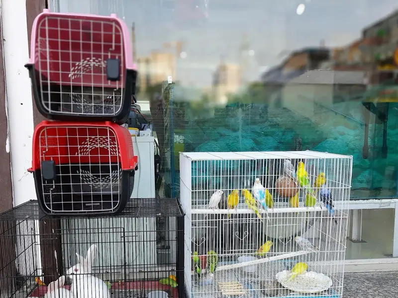 R K Pet Shop - Pet Shop In Noida | Pet Grooming In Noida | Puppies In Noida | Shih Tzu, Labrador, Maltese, Poodle In Noida., photo 5