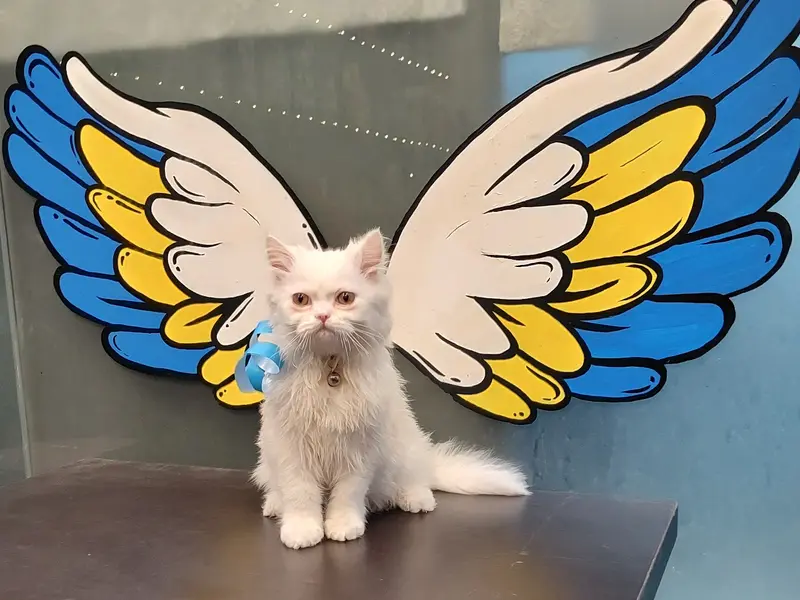 FURISTA - Pet Shop and Grooming Centre, photo 4