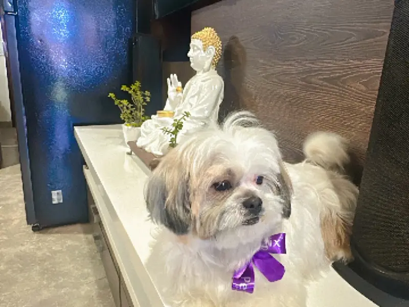 Petlogix Animal Care, photo 2