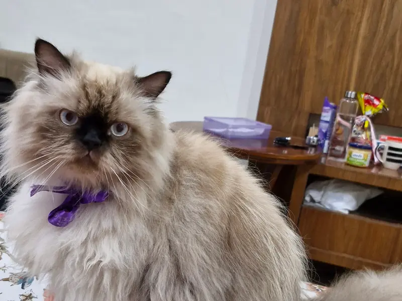 Petlogix Animal Care, photo 3