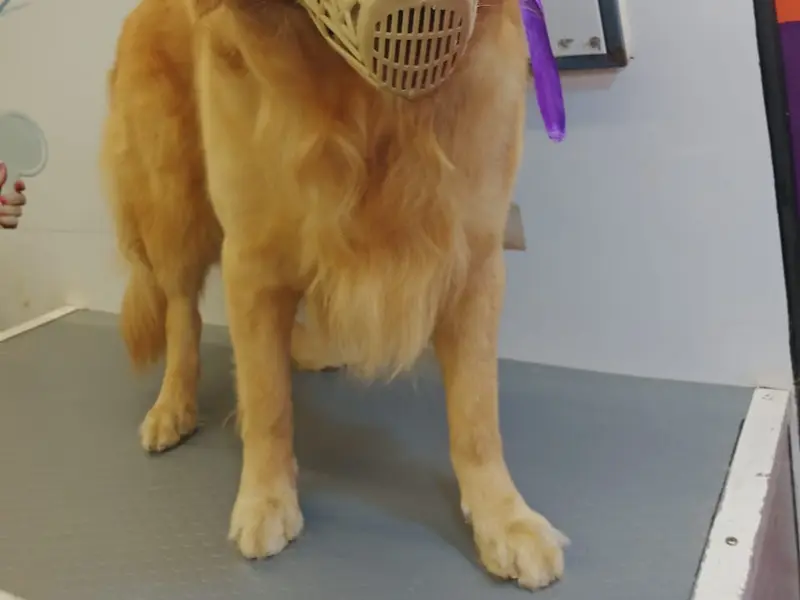 Petlogix Animal Care, photo 5
