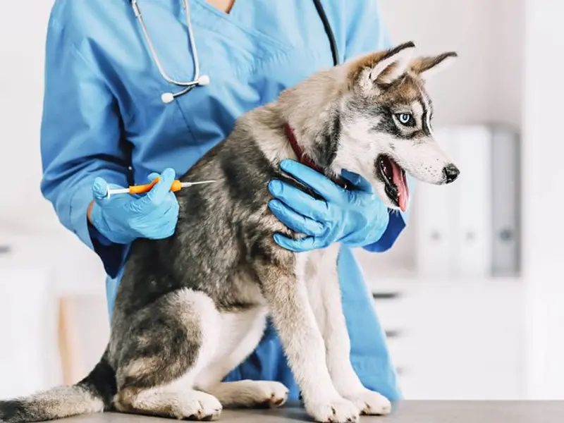 Cadovet Pet Clinic | 24/7 Home veterinary Services, photo 2