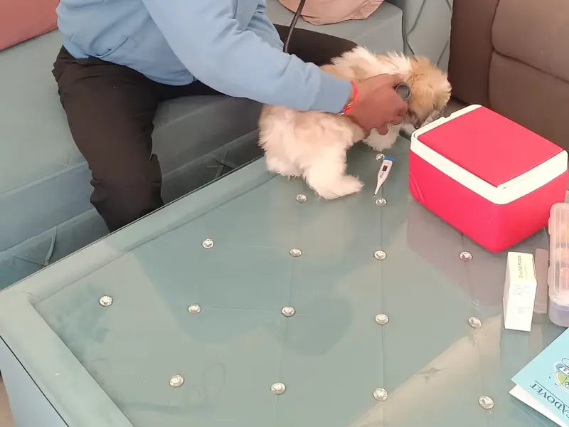 Cadovet Pet Clinic | 24/7 Home veterinary Services, photo 3