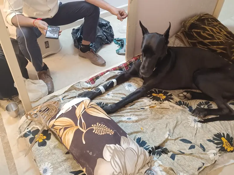 Cadovet Pet Clinic | 24/7 Home veterinary Services, photo 5
