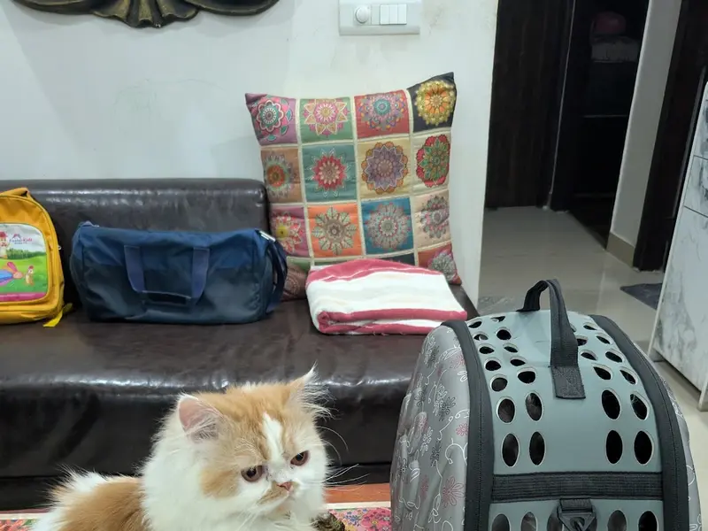Cat Day Boarding, photo 2