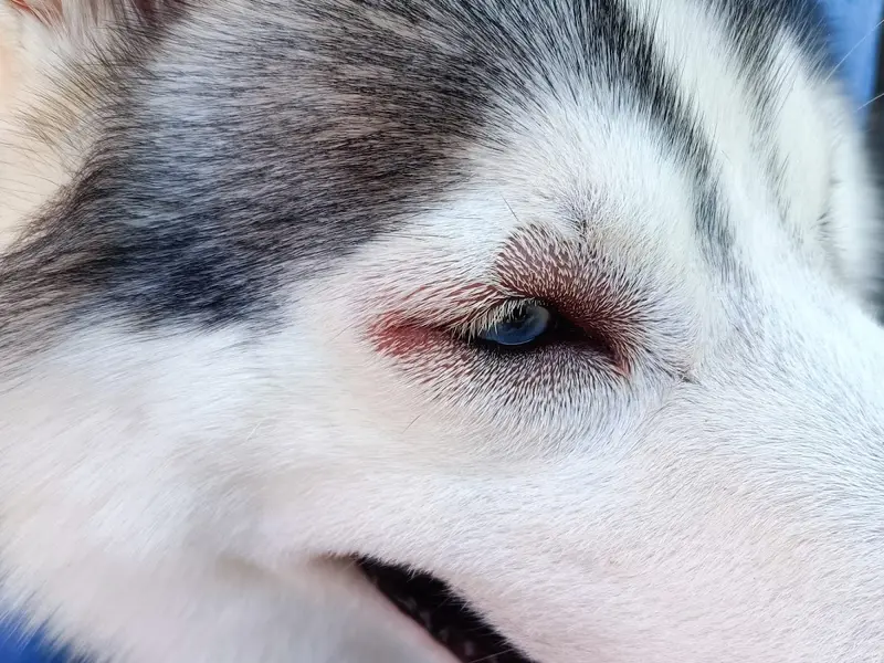Dph's Max Pet, photo 3