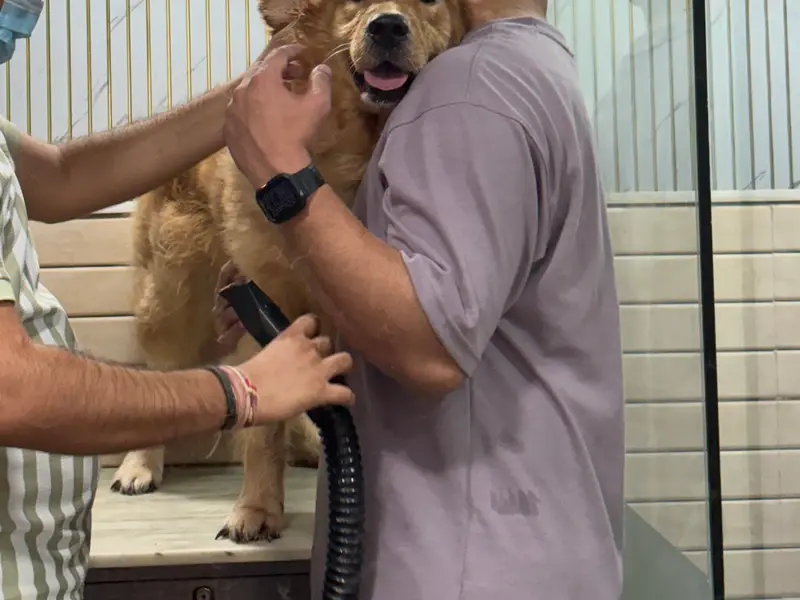 Dr Singh Pet clinic&Surgery, photo 2