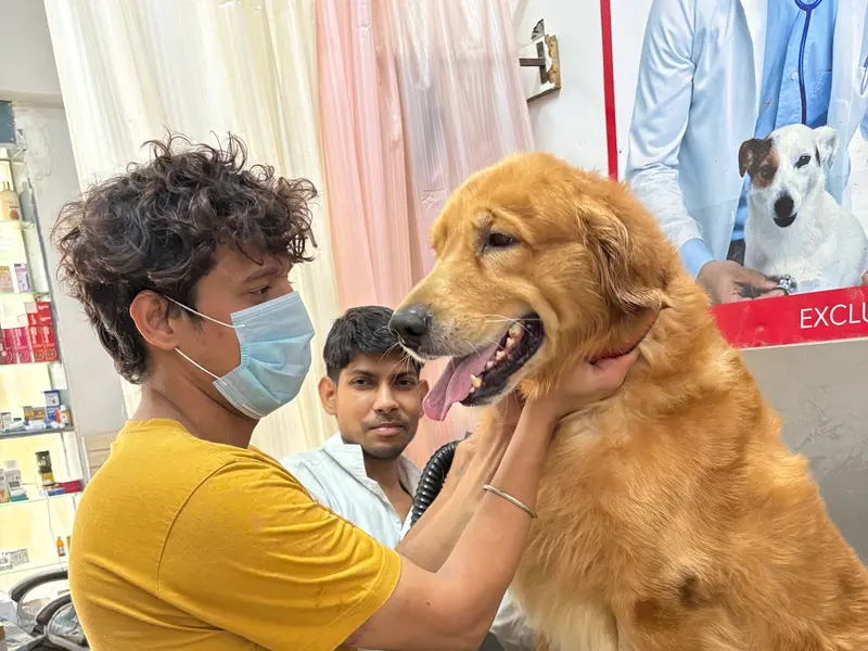 Dr Singh Pet clinic&Surgery, photo 3
