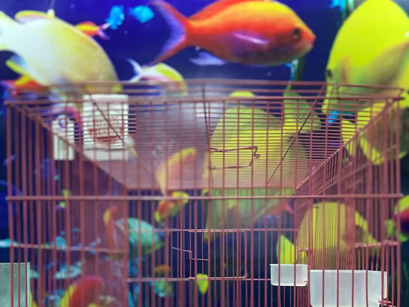 Pet's Galaxy, photo 3
