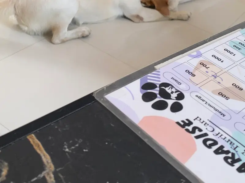 Pets Paradise - Pet Shelter| Pet Boarding| Pet Grooming, photo 2
