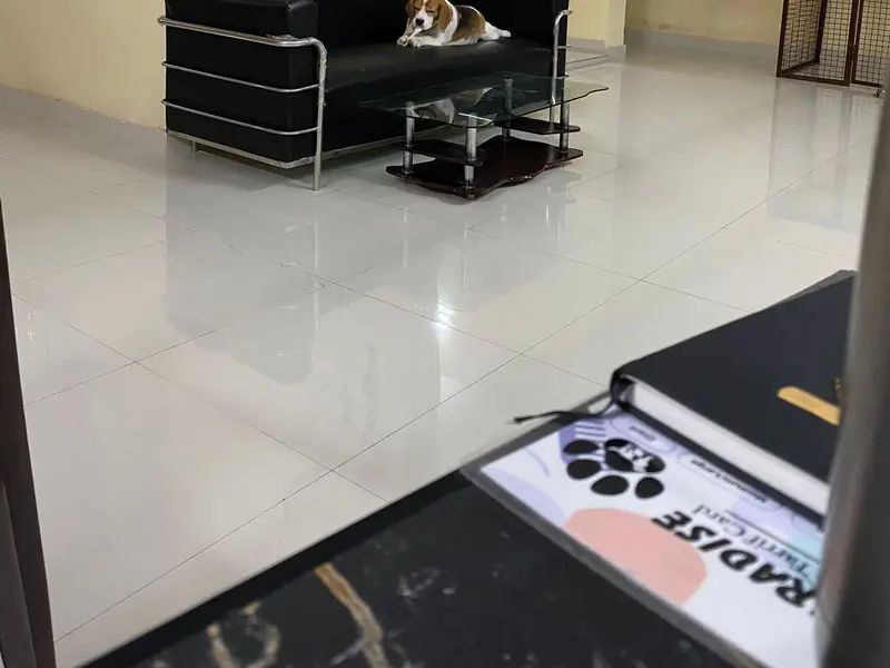 Pets Paradise - Pet Shelter| Pet Boarding| Pet Grooming, photo 4