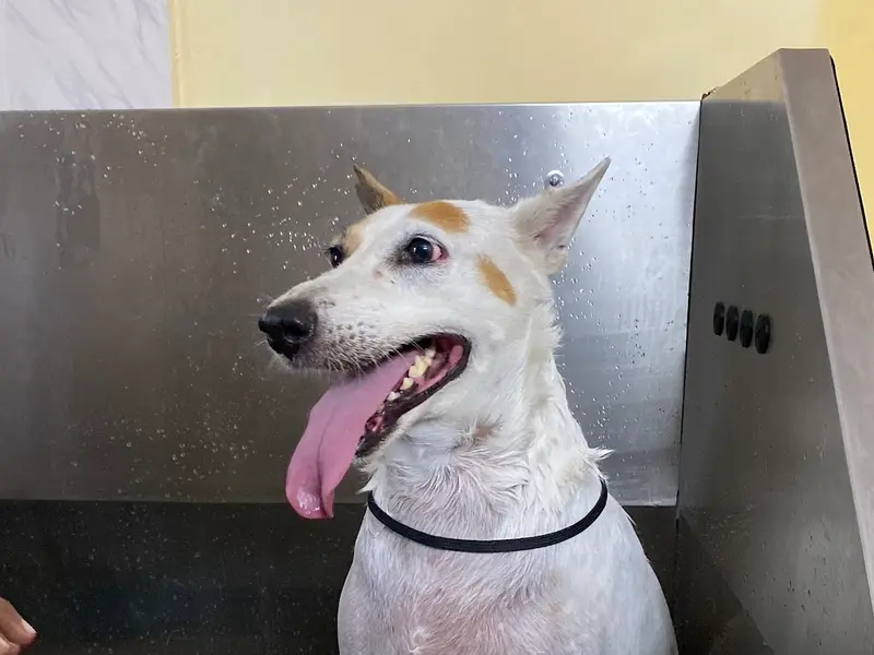 Pets Paradise - Pet Shelter| Pet Boarding| Pet Grooming, photo 5