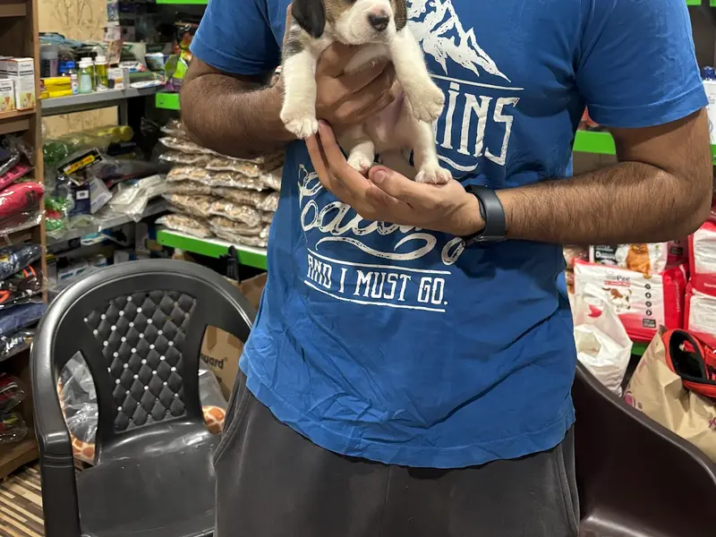 Royal pet care |pet grooming|pet store, photo 3