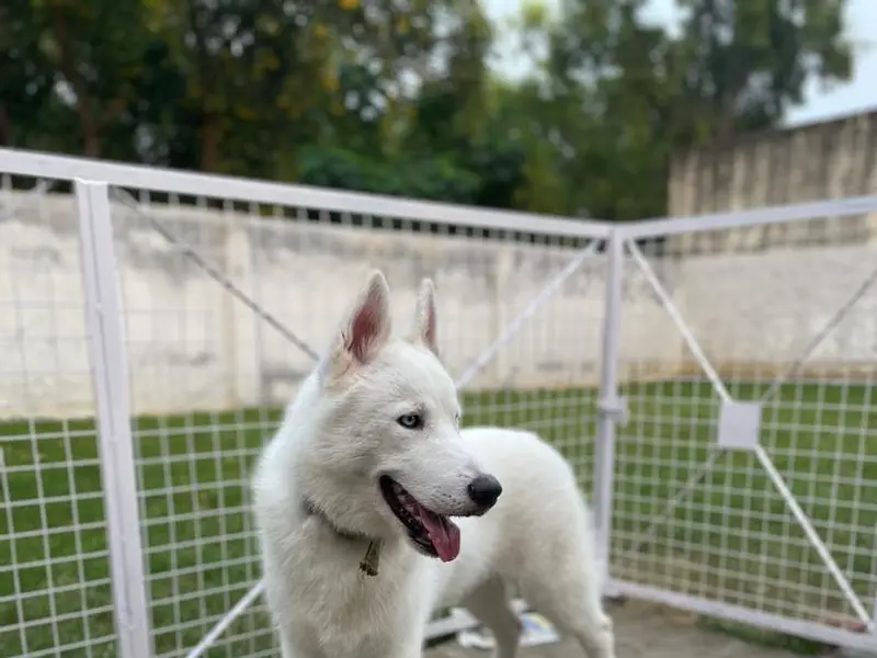 Simba Pet Care And Boarding, photo 2