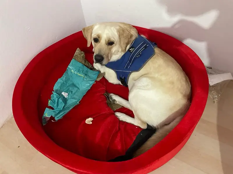 Simba Pet Care And Boarding, photo 4