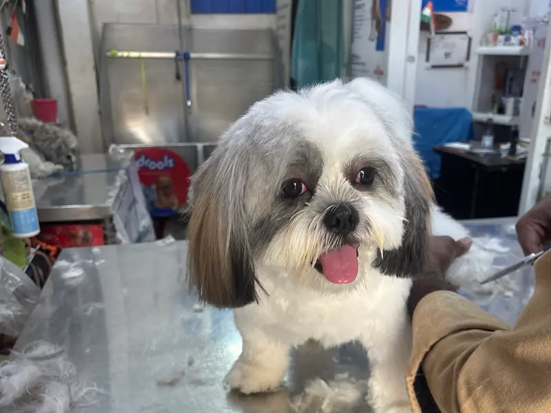Vertebrate Pet Clinic, photo 2