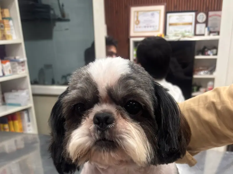 Vertebrate Pet Clinic, photo 3