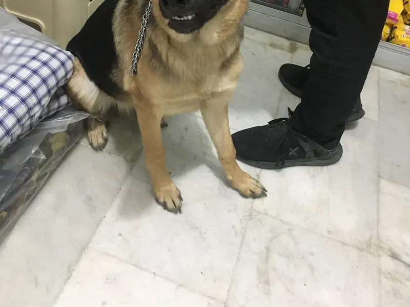 True Care Pet Clinic (Dr. Hari Lal Ex Director Delhi govt), photo 2