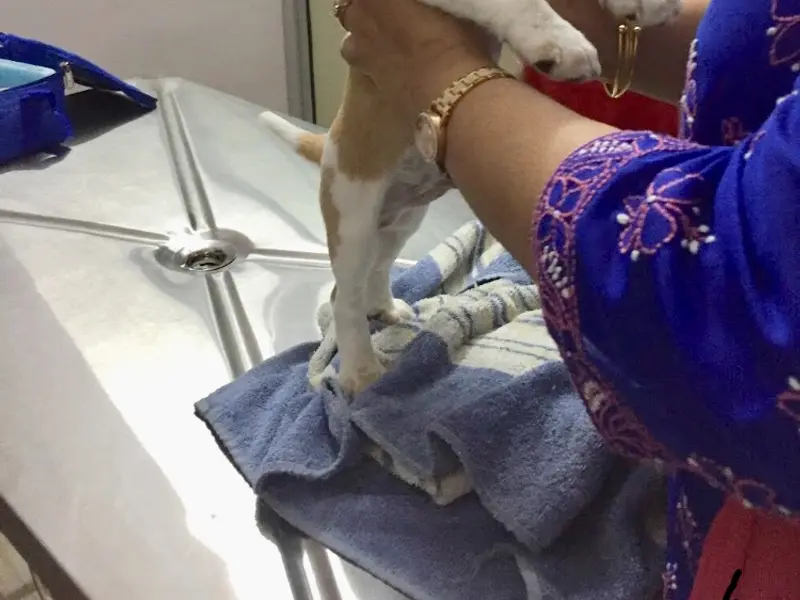 True Care Pet Clinic (Dr. Hari Lal Ex Director Delhi govt), photo 3