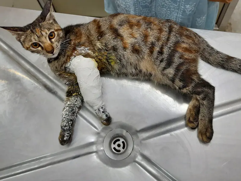 True Care Pet Clinic (Dr. Hari Lal Ex Director Delhi govt), photo 4