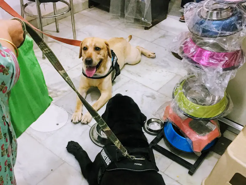 True Care Pet Clinic (Dr. Hari Lal Ex Director Delhi govt), photo 5