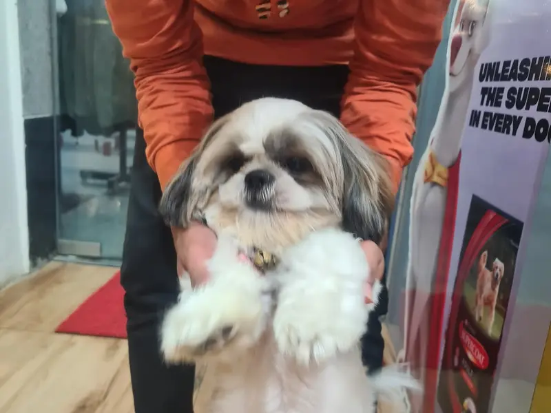 Pawsitive Pet Care & Clinic - Pet Clinic, Pet Grooming Centre & Store, photo 2