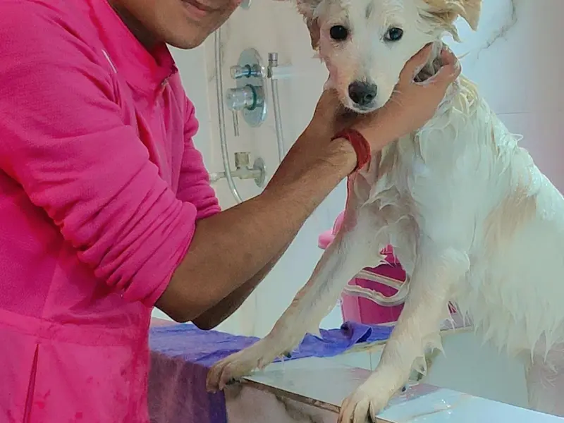 Pawsitive Pet Care & Clinic - Pet Clinic, Pet Grooming Centre & Store, photo 5