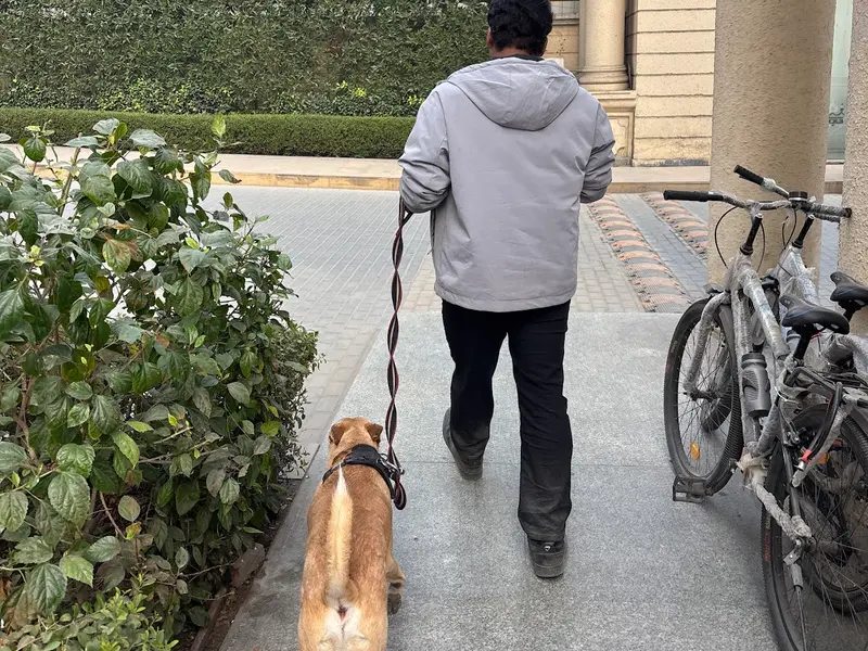 RJ pets nation family dog walking in noida, photo 3