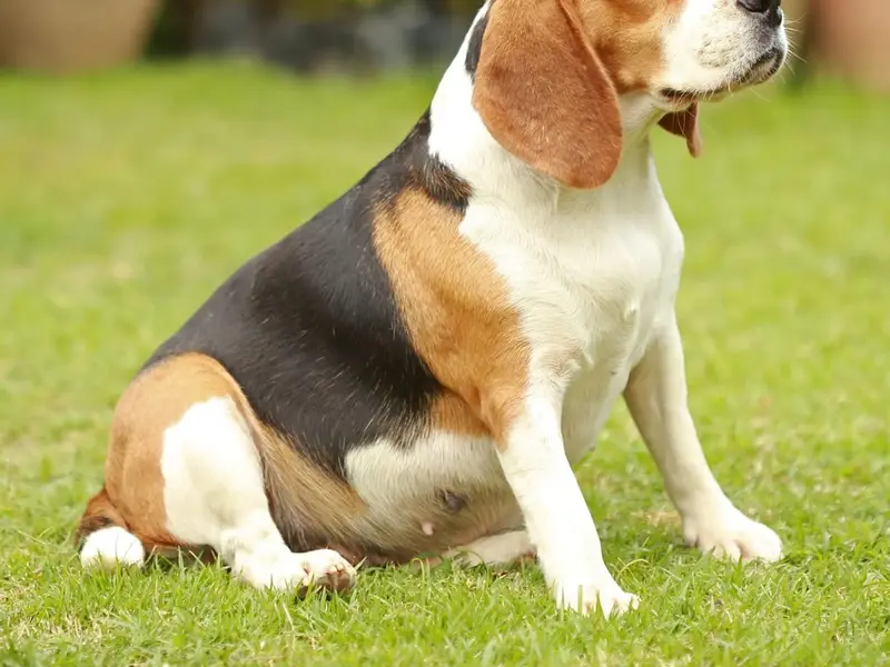 RJ pets nation family dog walking in noida, photo 4